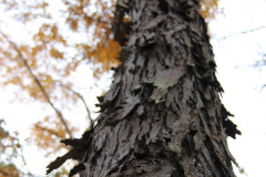 KinderhookReserveShagBarkTree