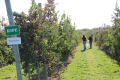 SamascottApplesFireCracker2022