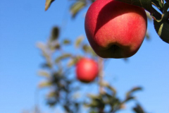 SamascottApplesUp2022